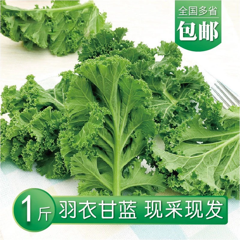 羽衣甘蓝新鲜蔬菜嫩叶甘兰芥蓝菜叶雨衣kale西餐沙拉榨汁食用现摘