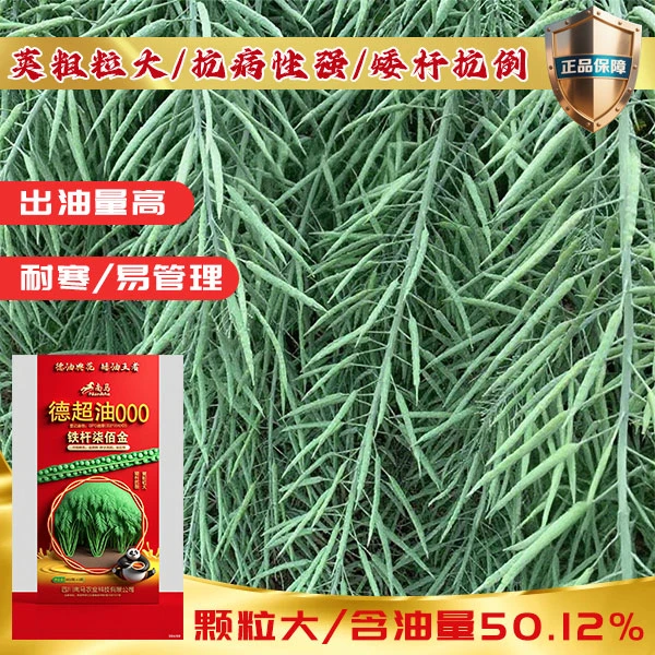 德超油铁杆柒佰金甘蓝型杂交油菜种子矮杆抗倒荚粗粒出油率高