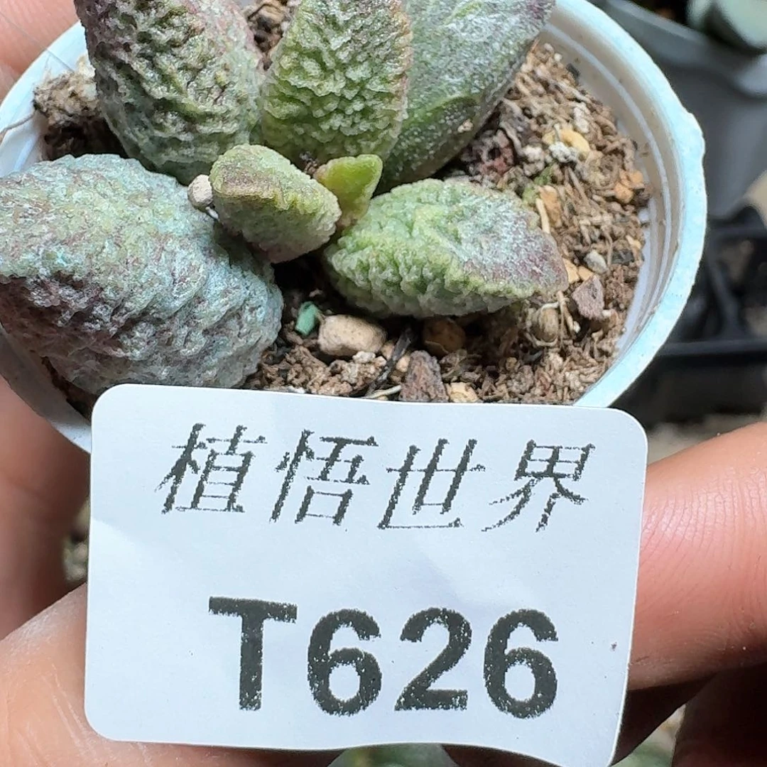 626盒多肉植物哇f v