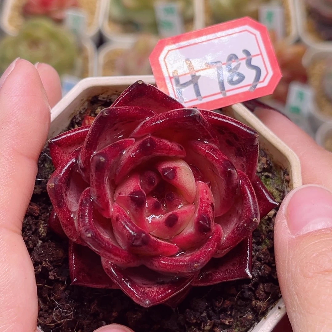 H783一物一拍 圣斗士星矢