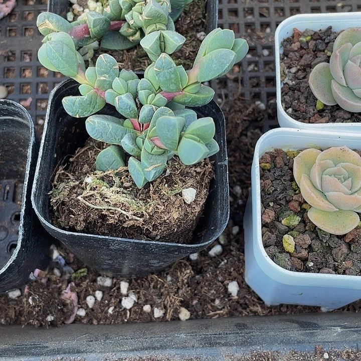 鹿角海棠2.8带盆多肉