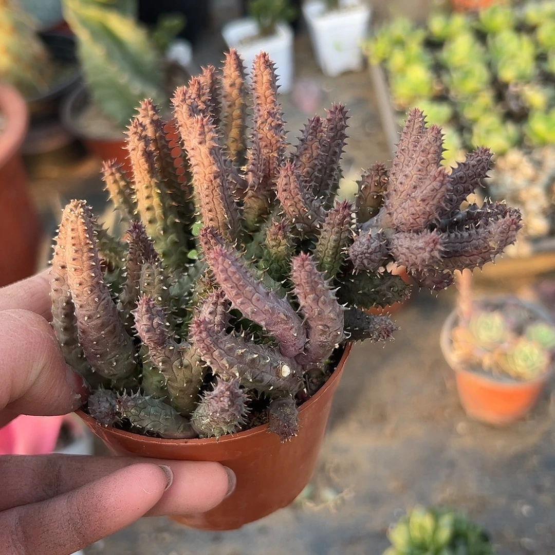 多肉植物多肉植物