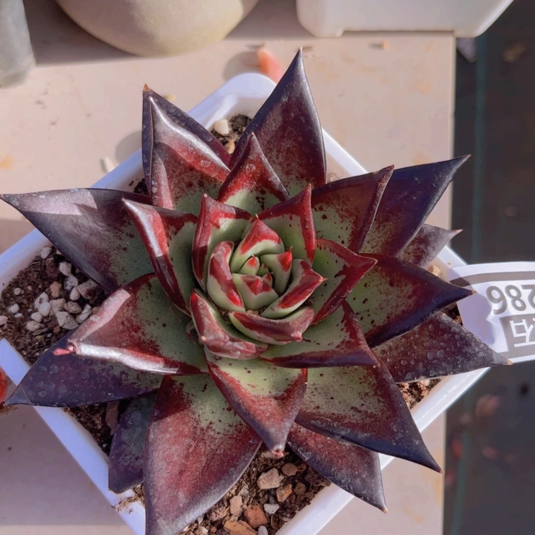 黑檀汁0286多肉植物