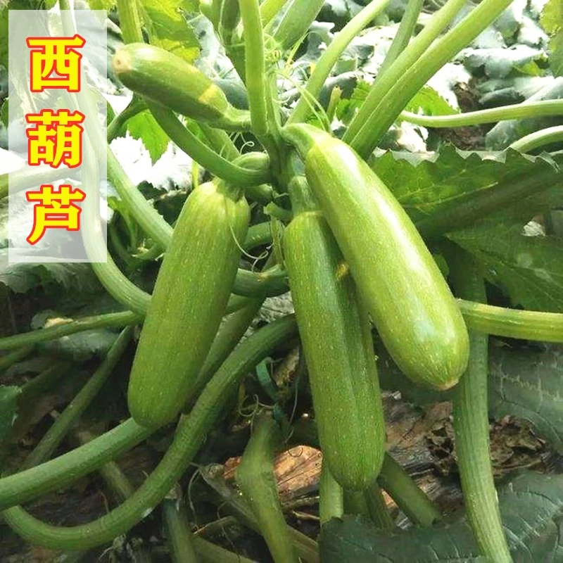 (拍2发3)西葫芦种子耐热抗寒四季嫩南瓜夏秋蔬菜种孑大全