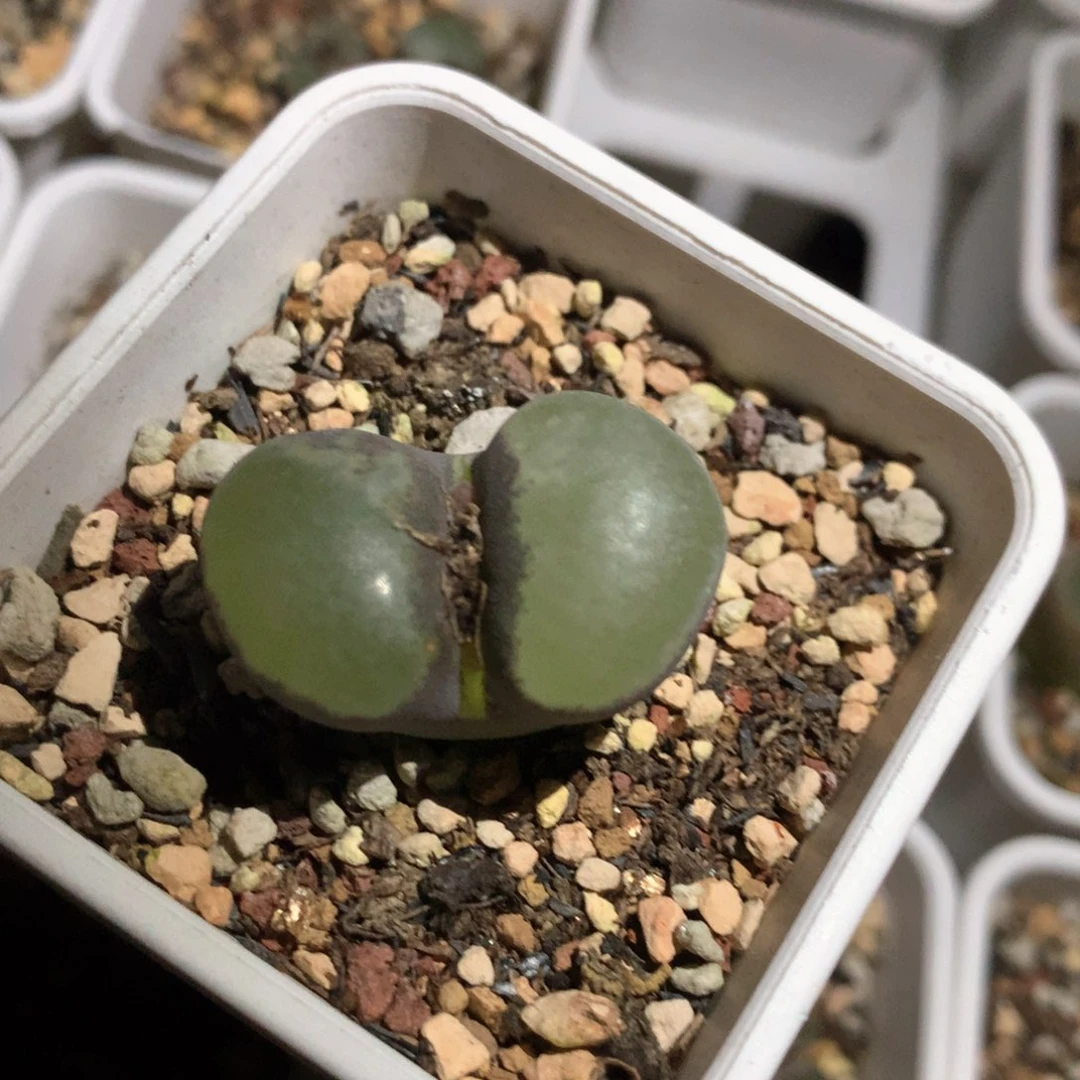 叮*猫叮叮猫 肉锥植物