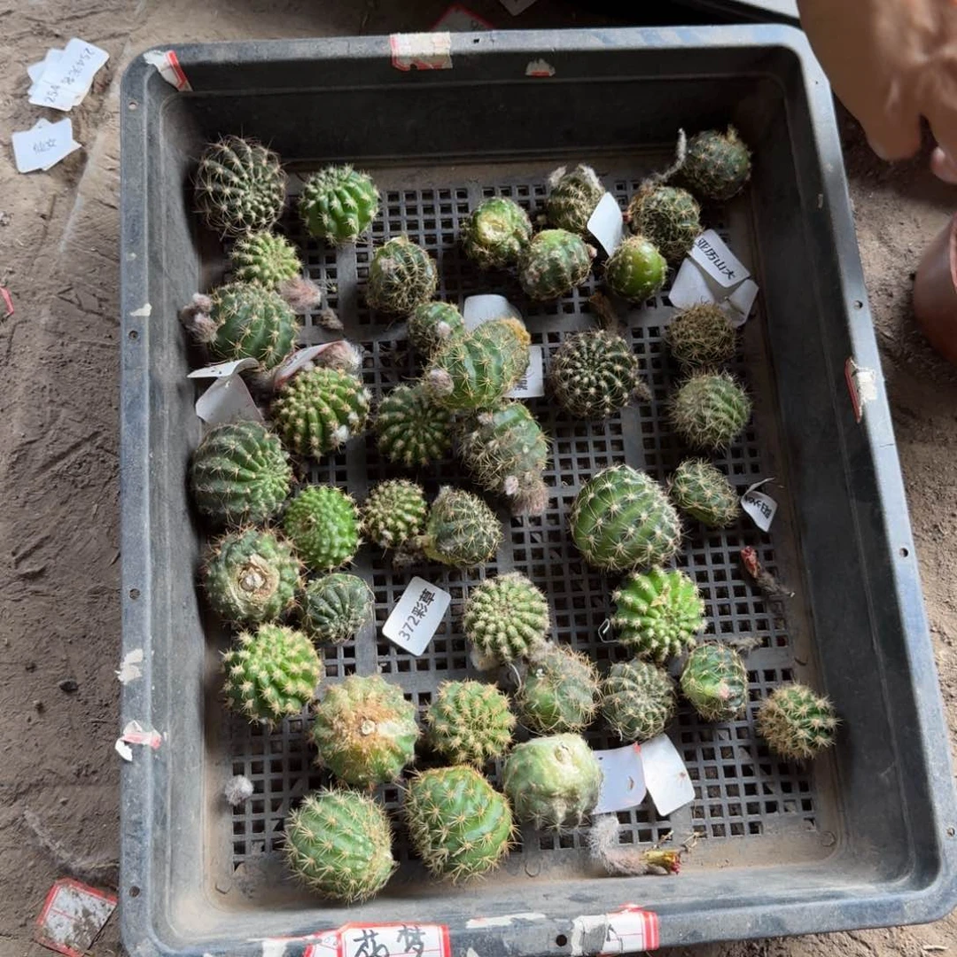 370无根2个侧牙3公分左右斑歪小20包邮