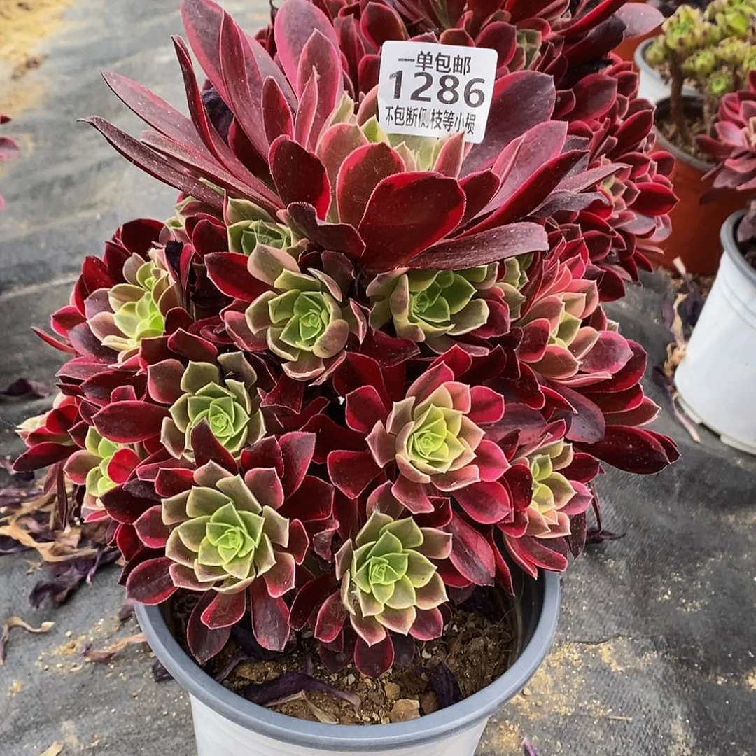 1286金丝却多肉法师锦