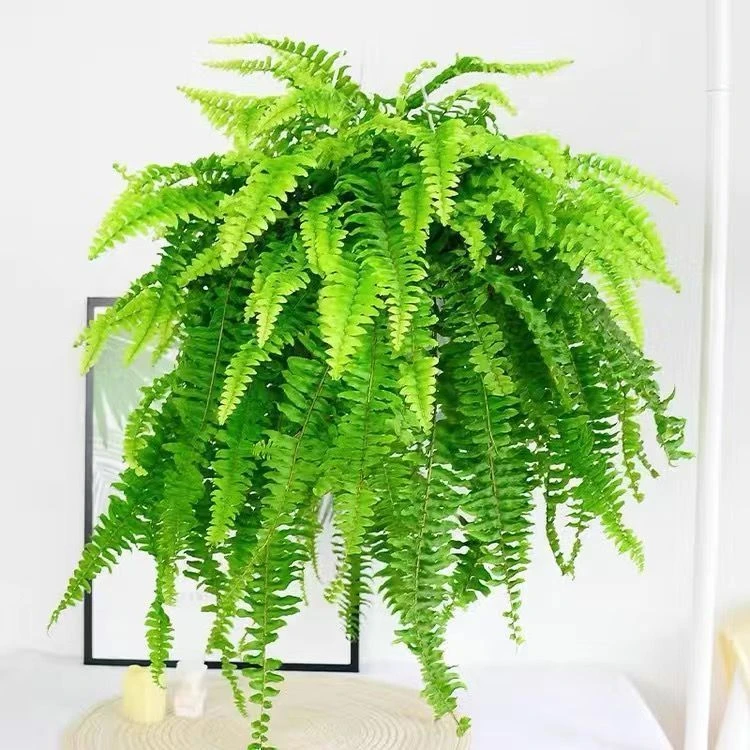 波斯顿蕨盆栽绿植耐阴耐寒四季常青净化空气室内外观叶植物