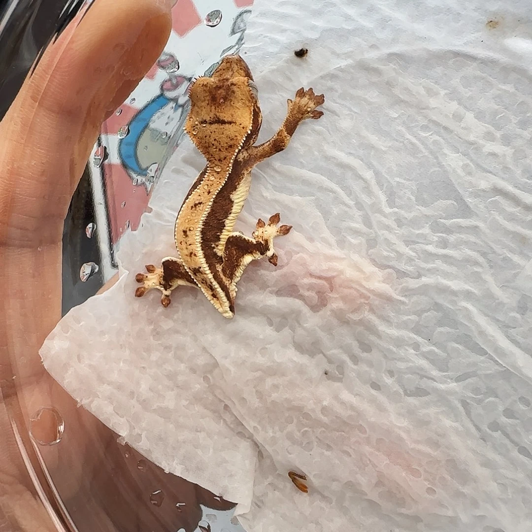 睫角守宫-4度以下勿拍