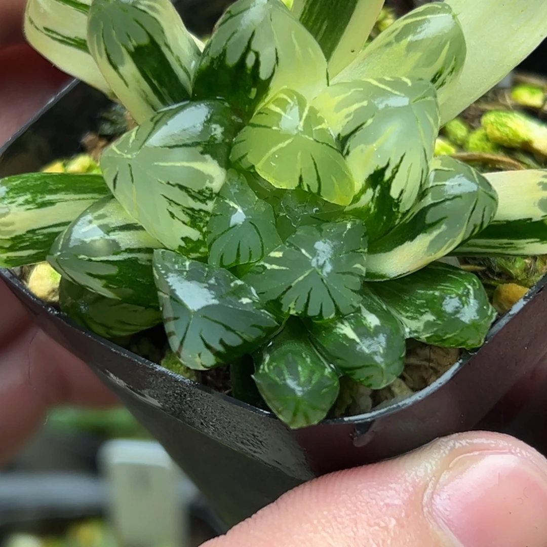 38残雪玉露锦。。。。。