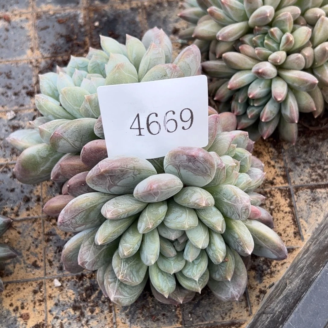 果**台4669多肉多多多多