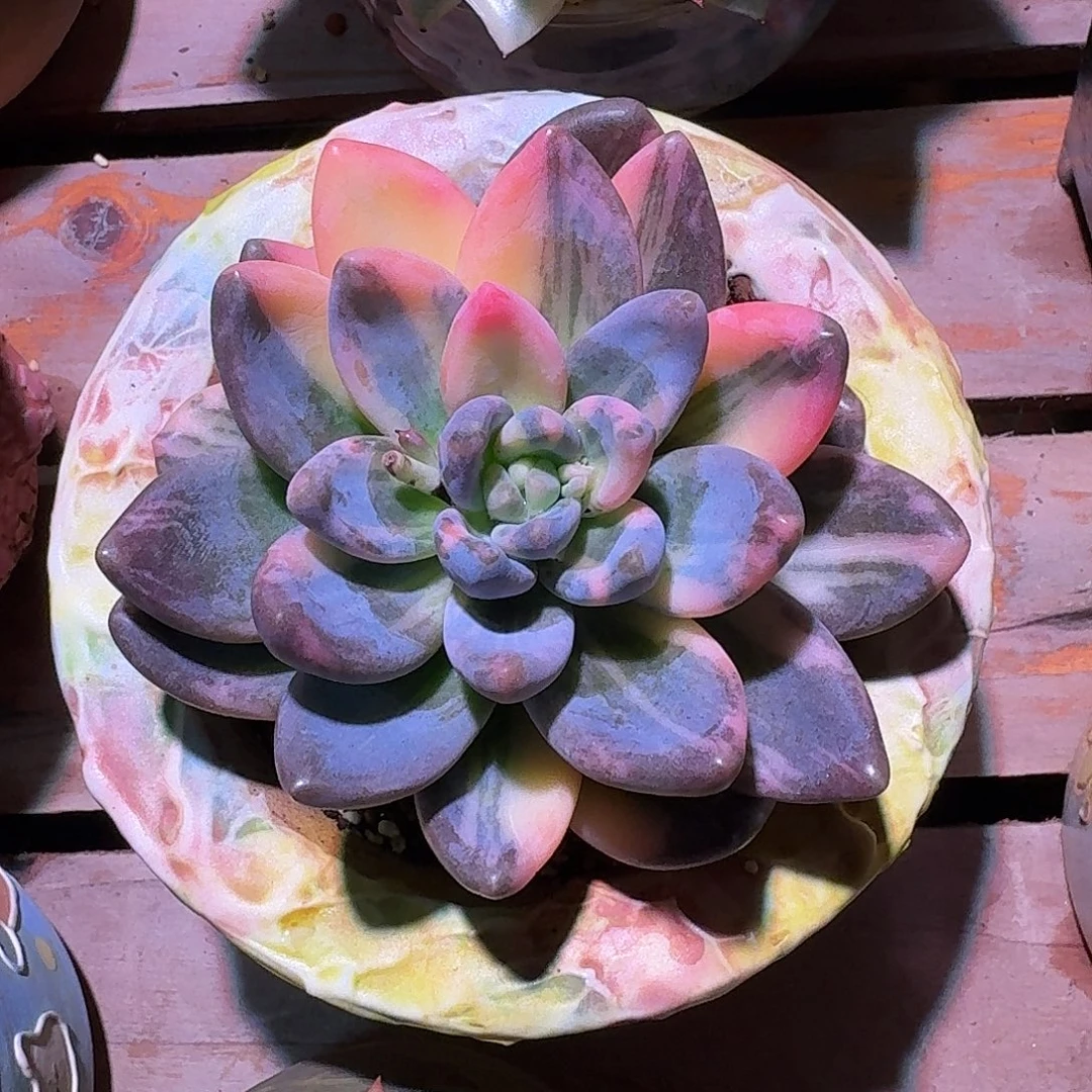 紫丽癜锦多肉多肉多肉