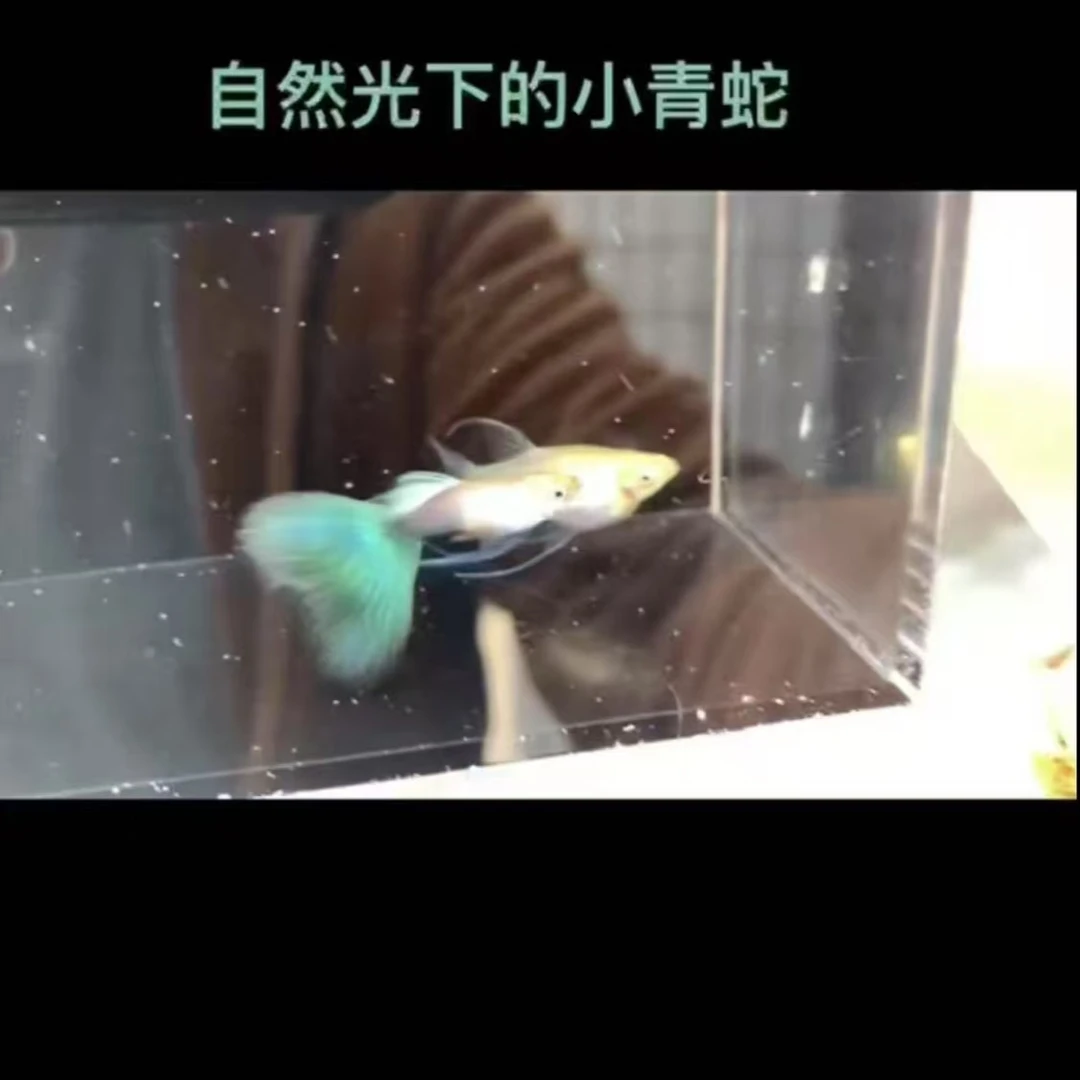 小青蛇凤尾鱼孔雀鱼小型热带观赏鱼适合新手好养耐活可繁殖