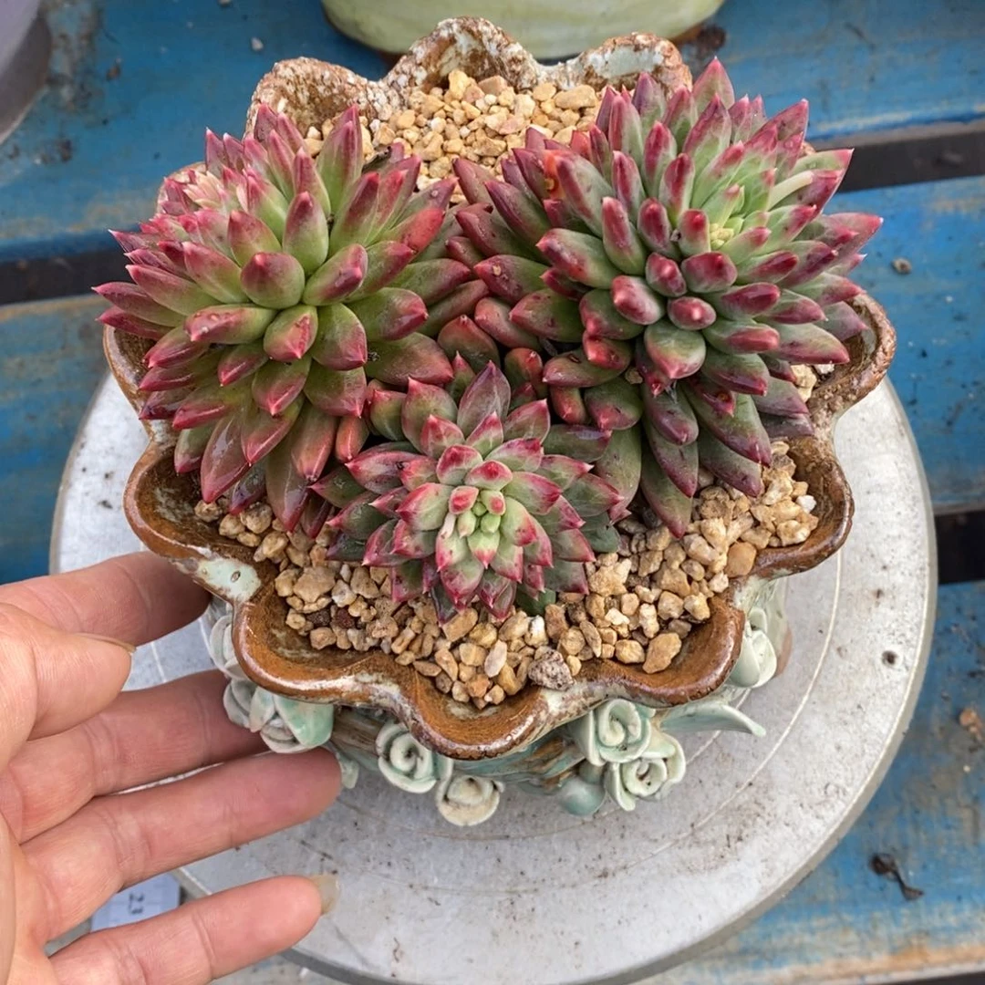 发货多肉植物一物一拍多肉