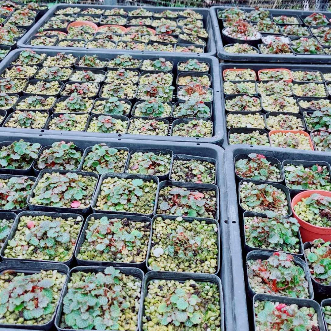 砚***岫无花朵补绿植快递差价99999梵逸哈哈