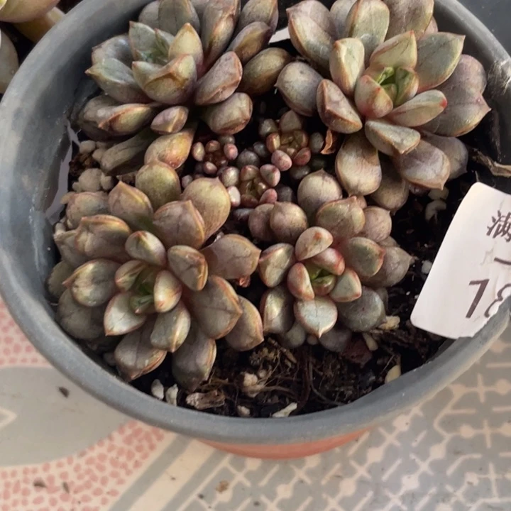 501葡萄倒多肉植物