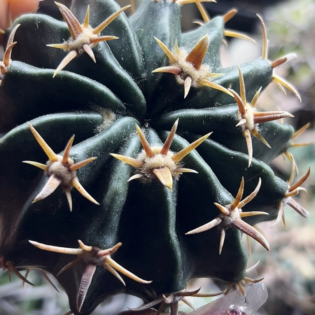 武藏仙人球66666666