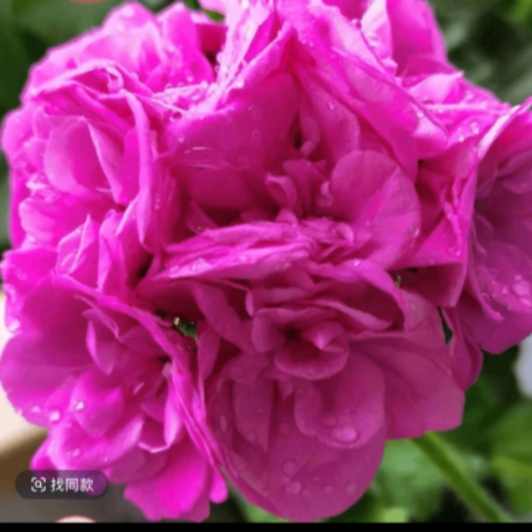 蓝色春天 直立天竺葵包邮