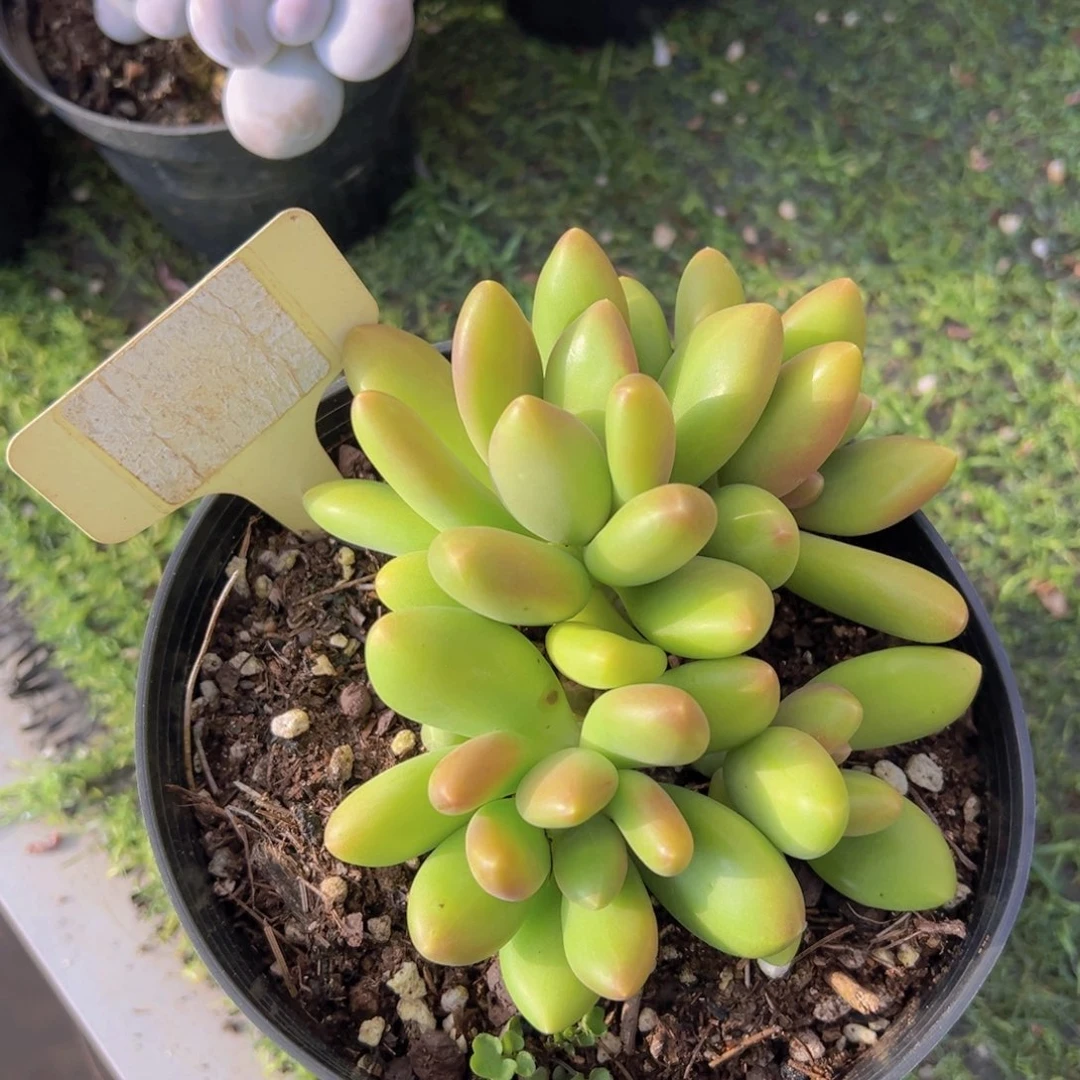 福利来啦打脸的一个