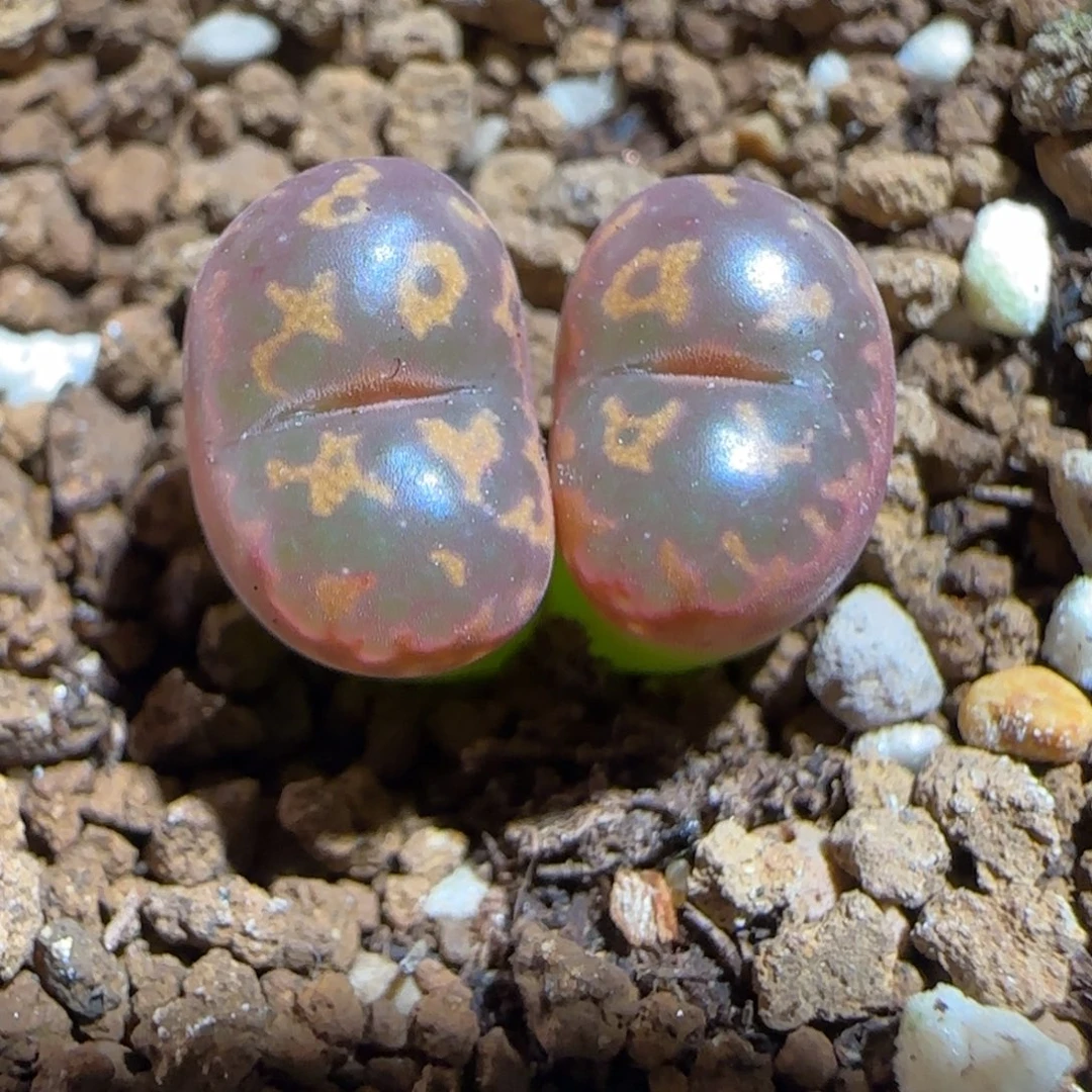 肉锥多肉植物组合-爱心勋章1228