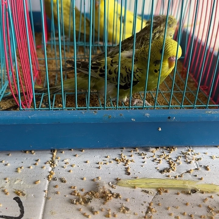 虎皮鹦鹉大头鹦鹉