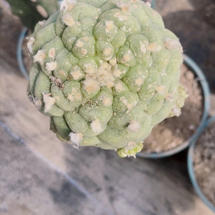 草球苗接仙人球开花三角嫁接