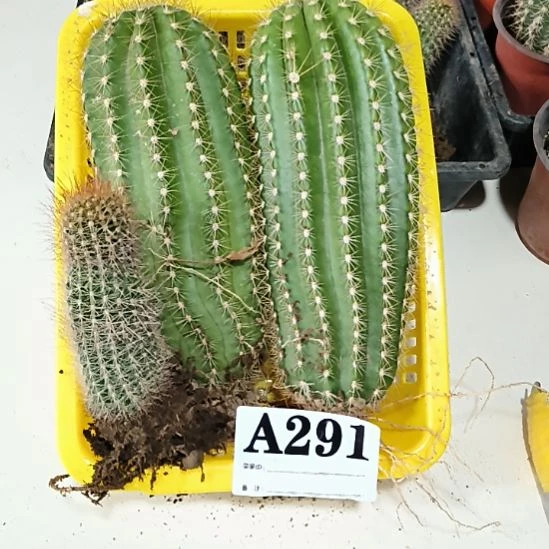 当前无花栽培后可以开花a291