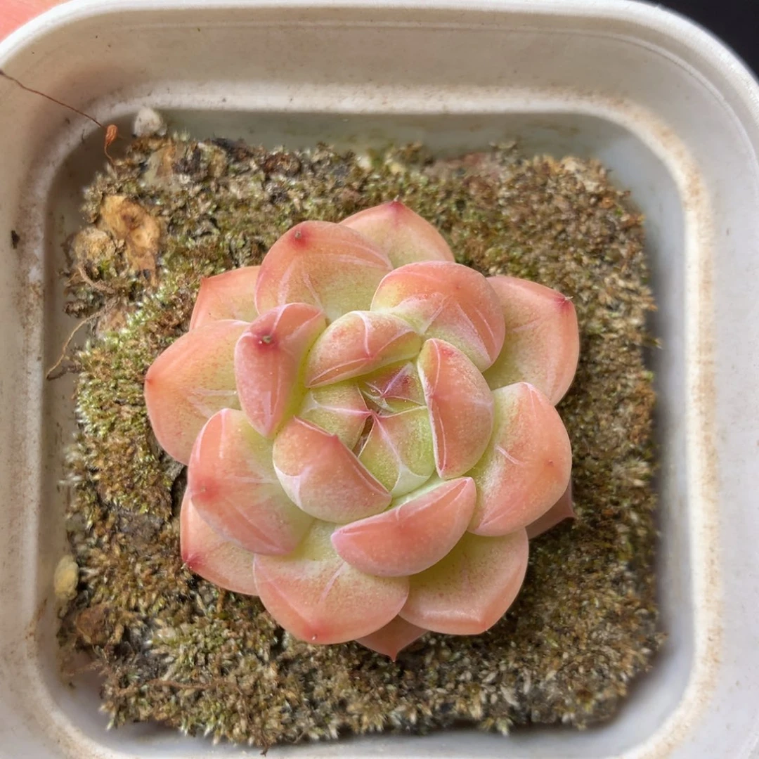 5 精品多肉一物一拍