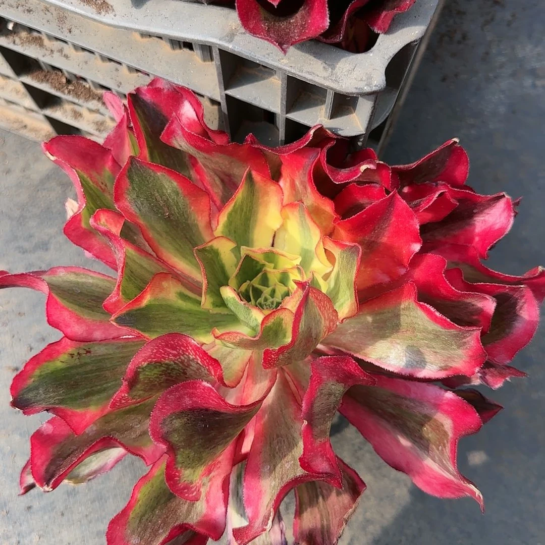 130多肉 魅影带侧芽