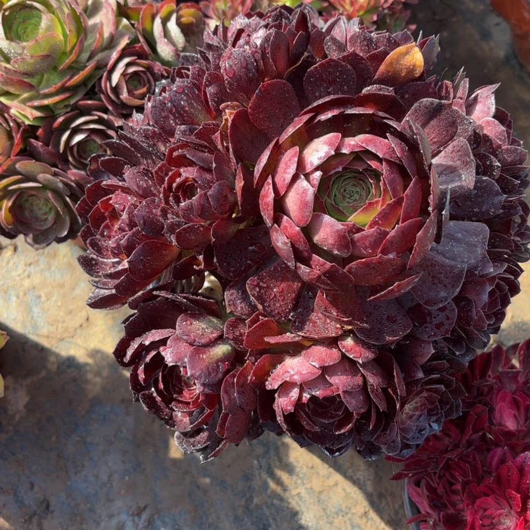 黑金玫瑰13.8木质老桩