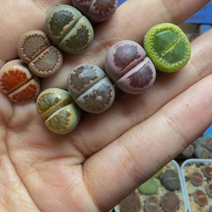 浅****多肉葡萄等农作物有28