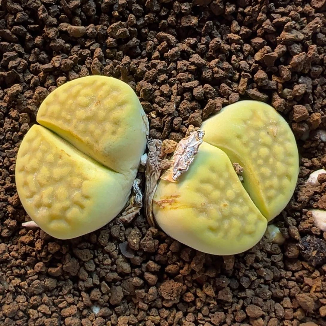152多肉植物盆栽植物