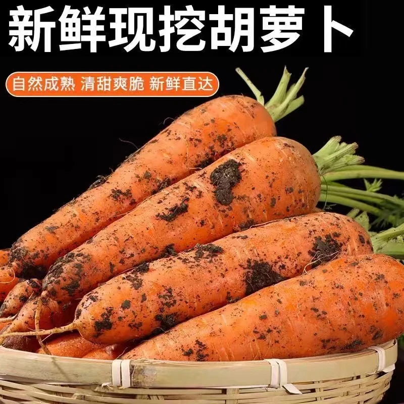 沙地新鲜胡萝卜新鲜蔬菜水果萝卜4.5斤包邮现挖农家自种黄心萝卜