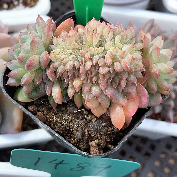 多肉植物冰魄追819
