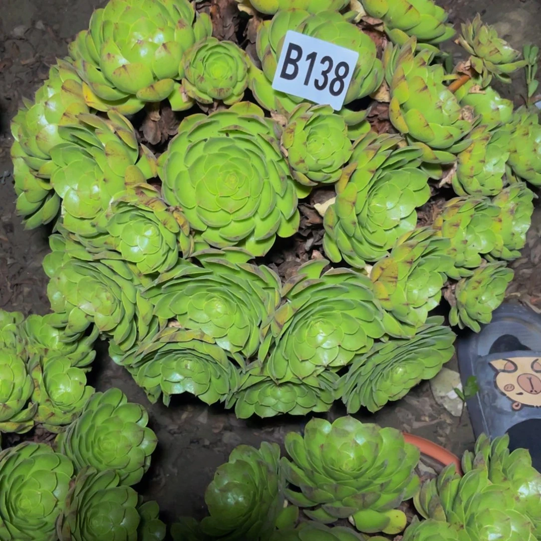 万拉丝14//17包邮