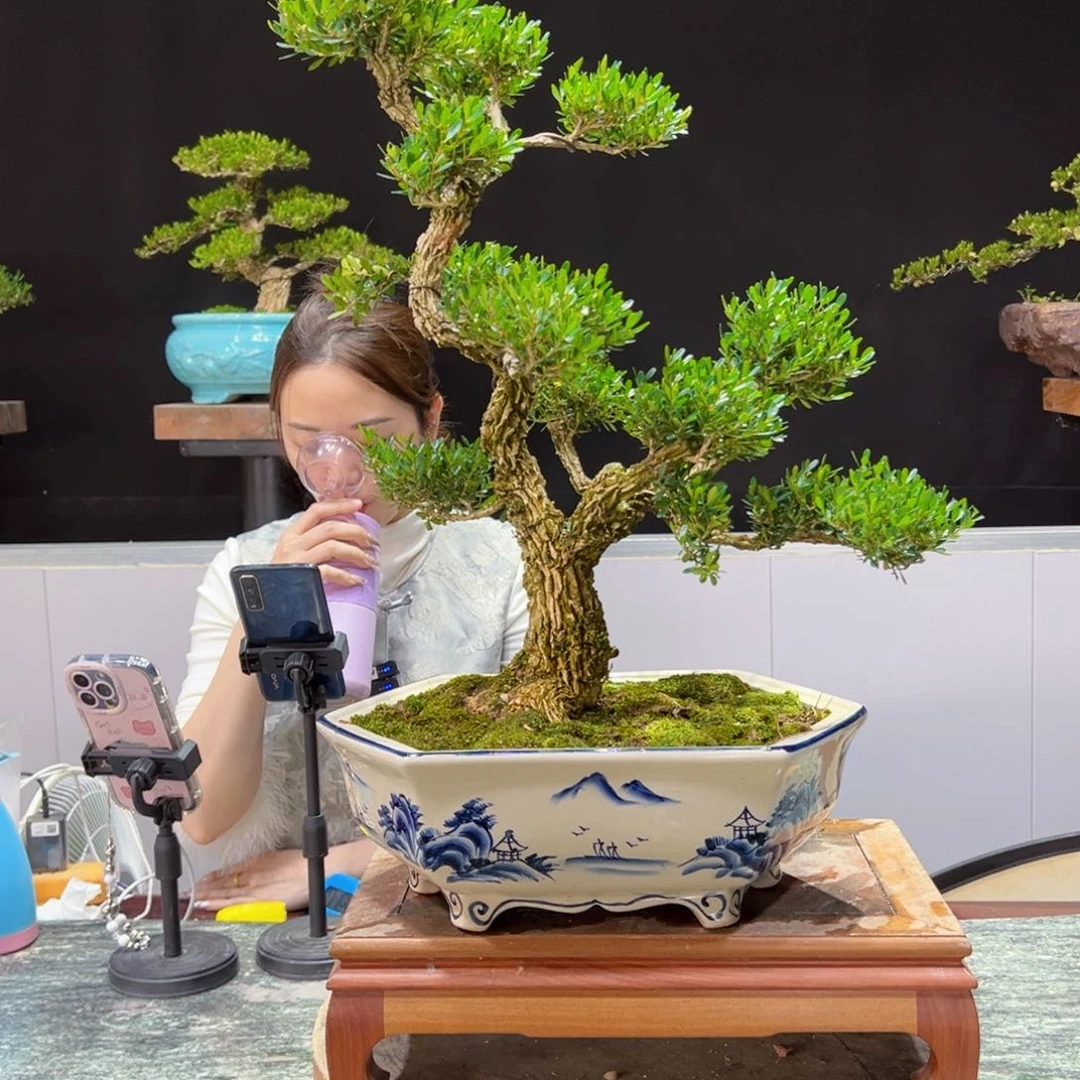 四季常青老桩黄杨盆景