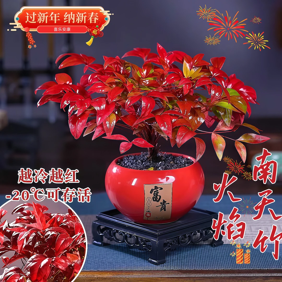 火焰南天竹盆栽室内桌面好养易活禅意植物净化空气绿植盆栽