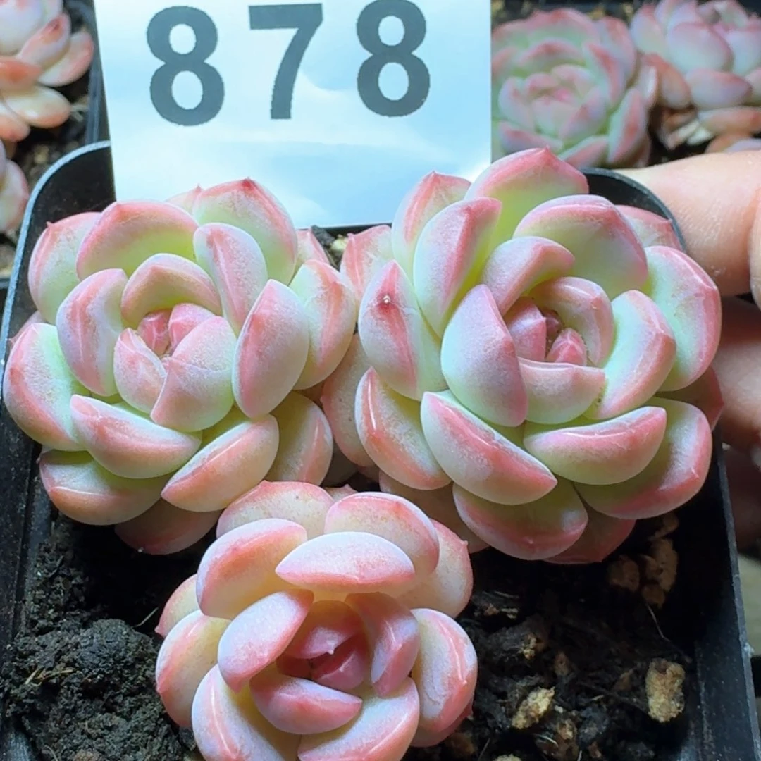 琴心         多肉植物