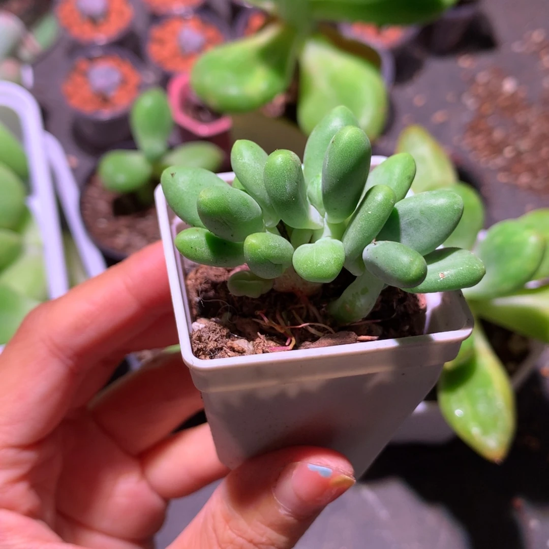 芒果奶酪多肉芒果奶