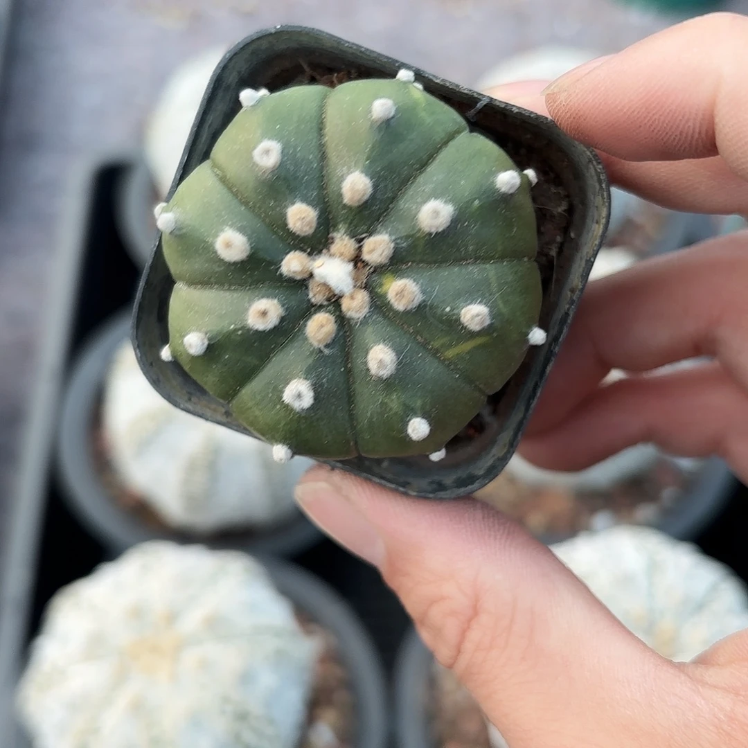 脱土发，保健康，一物一拍