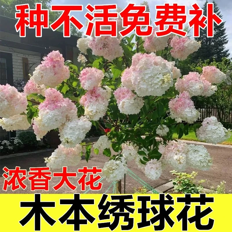 (二十加仑独杆树桩)香草北极熊圆锥绣球花苗盆栽庭院耐寒花卉植物