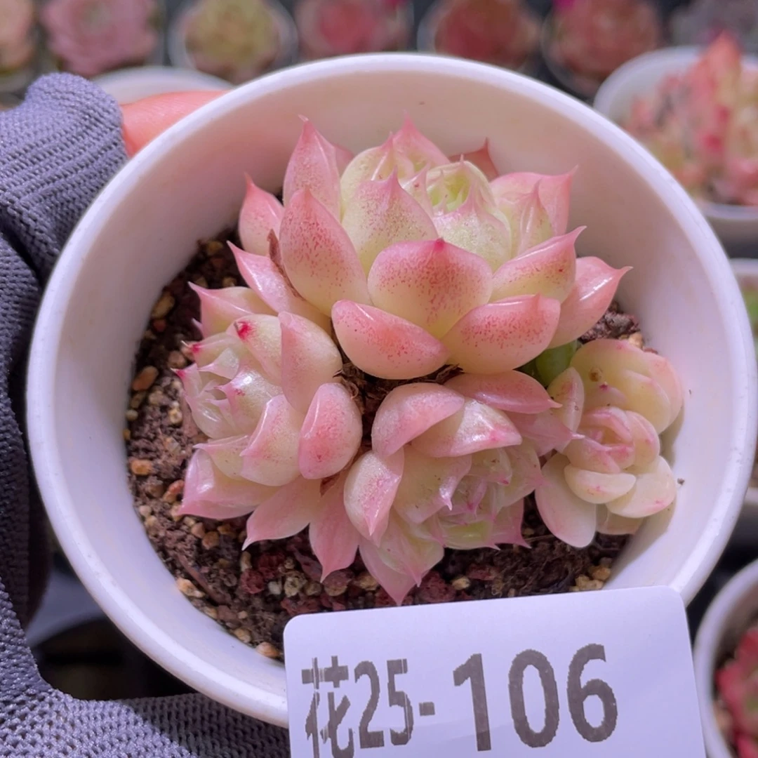 花利美25-106麦秆