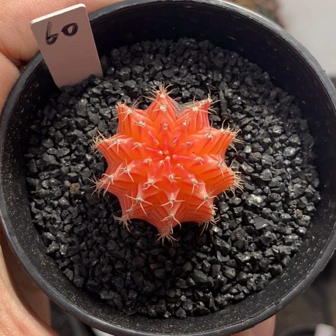 精品米哈—脱土发货15