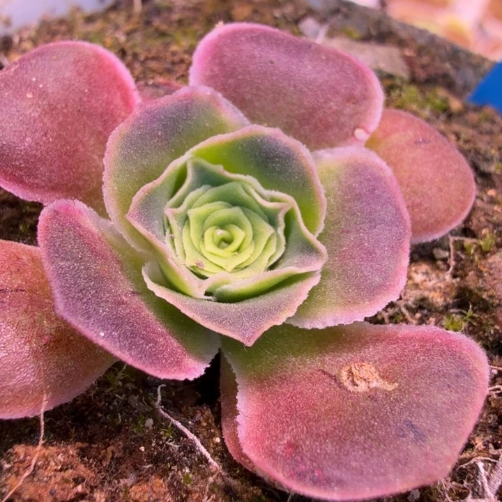 ln365  玫瑰  绝绝子私藏