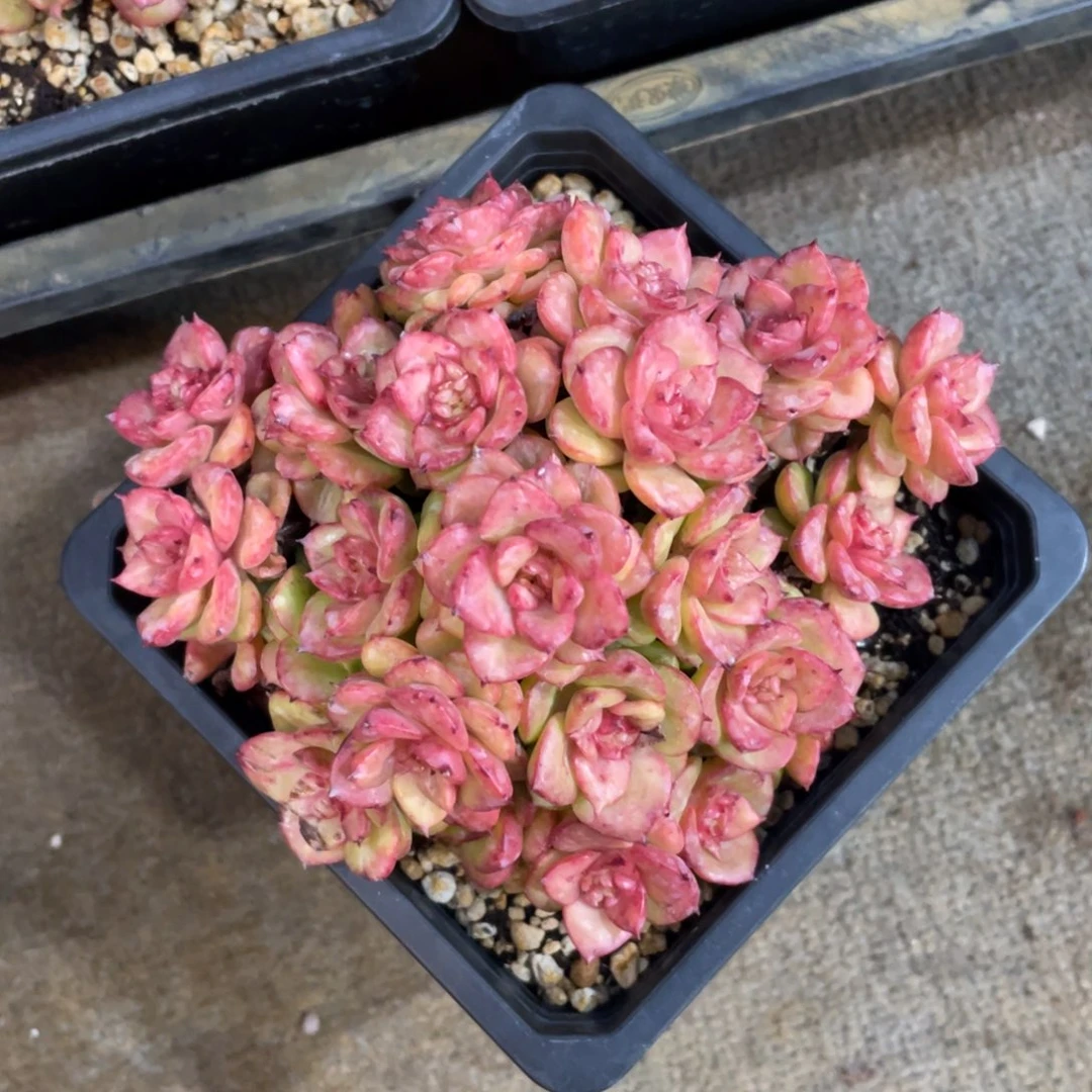 蜡牡丹冠幅12 公分一物一拍