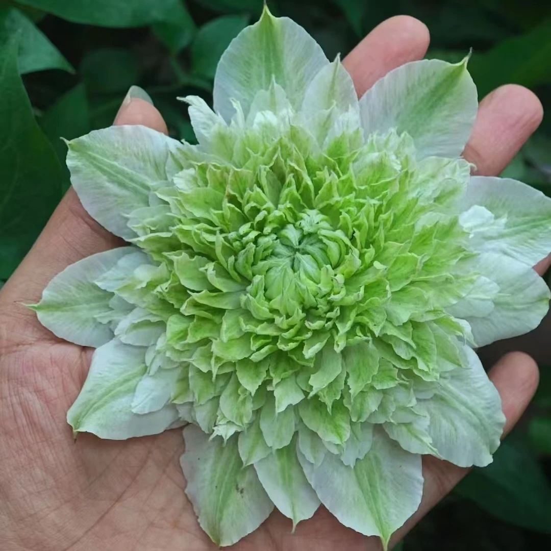 【新品花园】铁线莲重瓣爬藤花苗攀援庭院花卉盆栽地栽观花植物室内