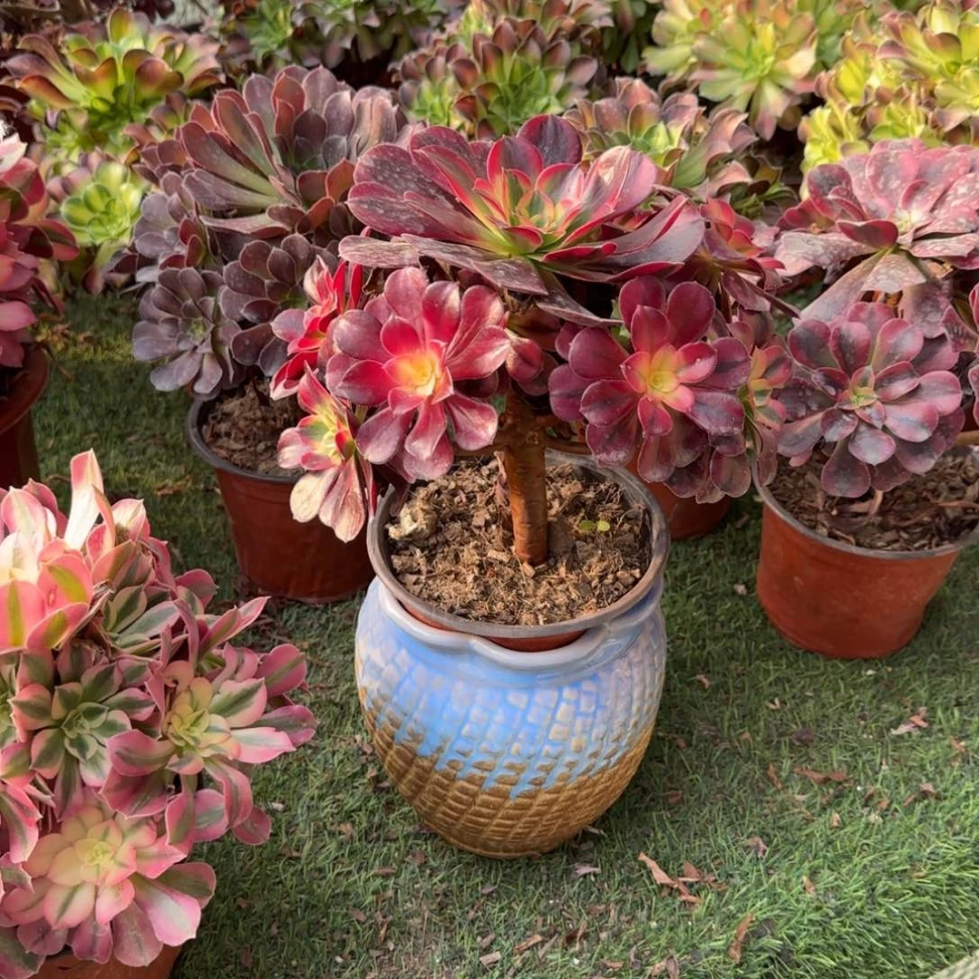 无花朵美杜莎中号