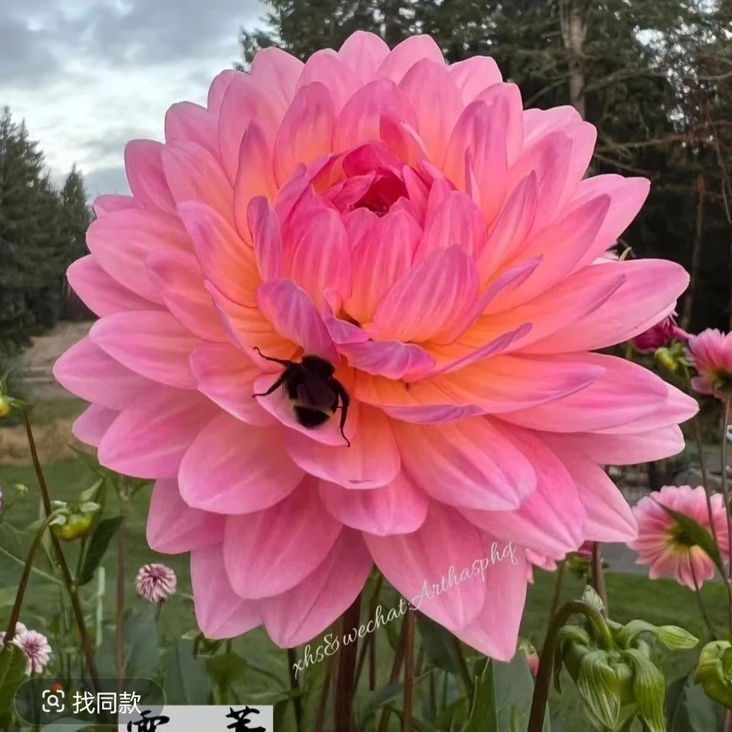 2025年稀有贵货福利库存捡漏大花型大丽花种球