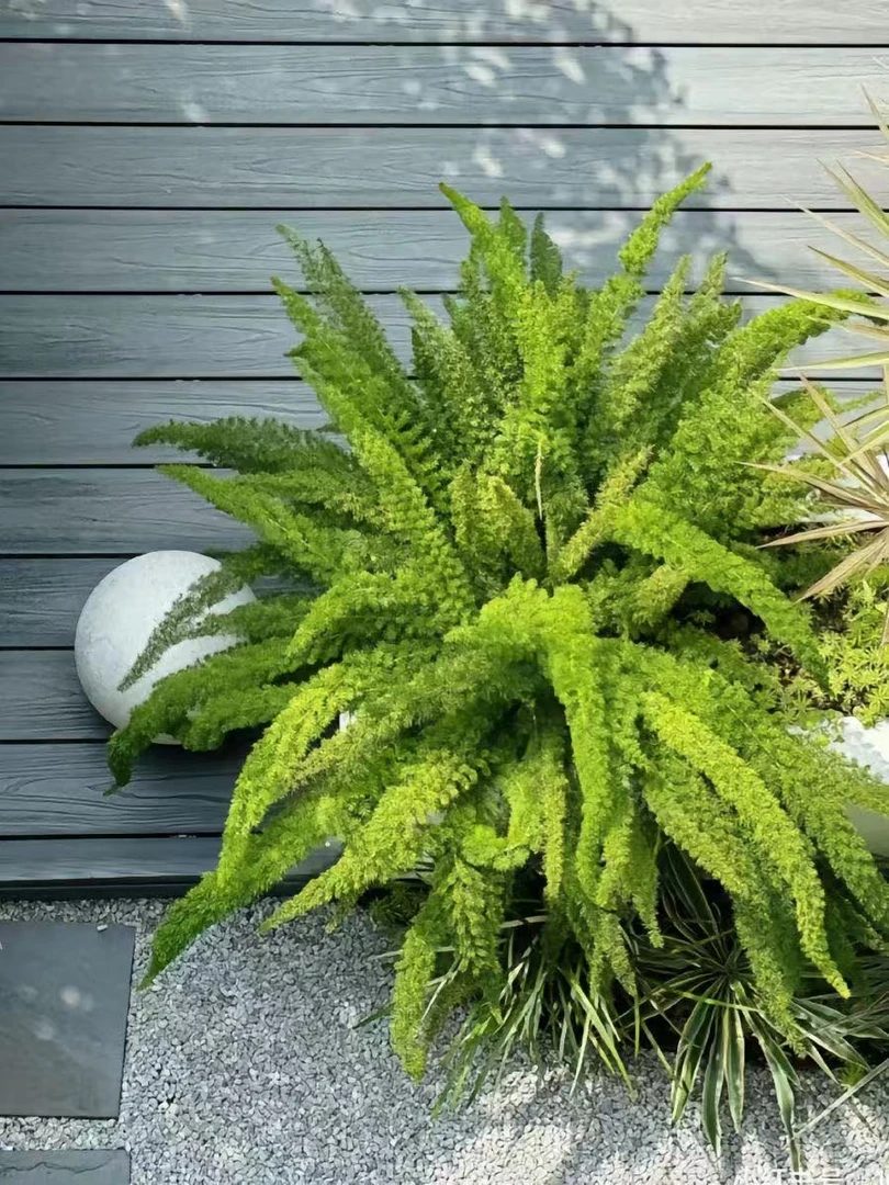 狐尾天门冬庭院植物耐热耐寒阳台客厅