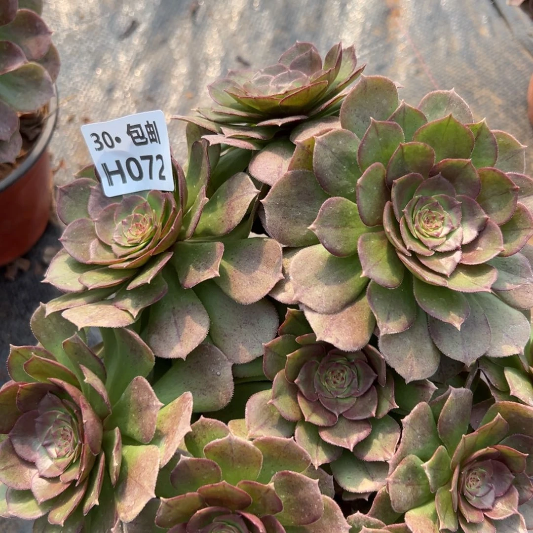 一**⑦072沙拉碗多肉法师